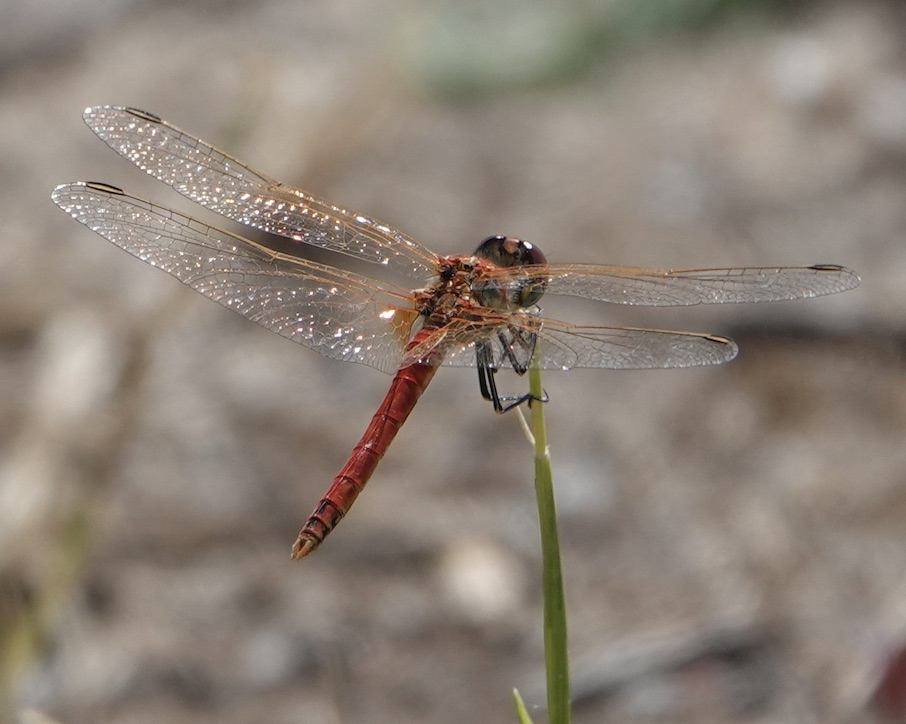 red-veined darter